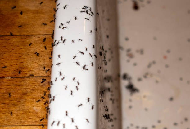 Best Pest Removal Services  in Rupert, WV