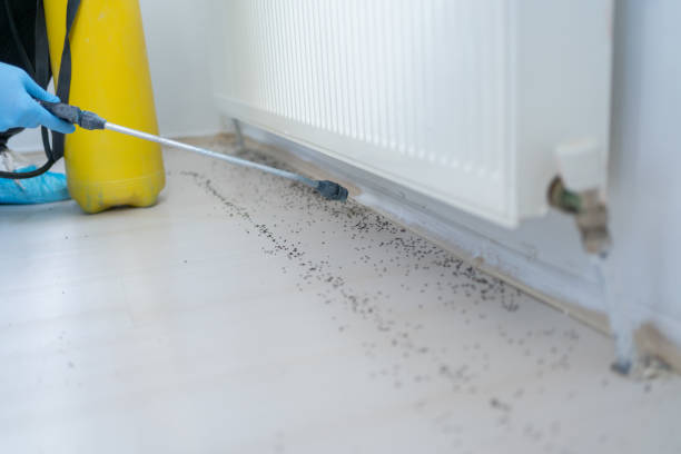 Best Residential Pest Control  in Rupert, WV